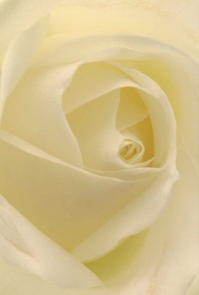 Gazing deeply at this white rose, arranged with care by a local Covent Garden florist, one is drawn into a world of tranquil beauty and understated drama. The view is intimate-so close you can almost sense the smooth, cool texture of each unfolding petal, shaded in refined tones of cream and pearl. Illuminated by soft, natural light reminiscent of early mornings beside Covent Garden Market, the rose's form is both classic and extraordinary: outer petals nearly translucent and whisper-light, inner spirals rich and gently curled in confident perfection. Subtle shadows play between each layer, lending the bloom a hypnotic sense of depth and movement-much like the ebb and flow of the crowds outside Neal's Yard or along Floral Street. For those seeking a flower to commemorate a life, offer quiet thanks, or mark a milestone with class, this rose stands as a symbol of purity and resilience. Its subtle fragrance, barely hinted at, carries reassurance through every moment it marks. The careful artistry, blending nature's wisdom and a florist's skilled touch, ensures each arrangement resonates deeply with Covent Garden's communal spirit and taste for timeless elegance.